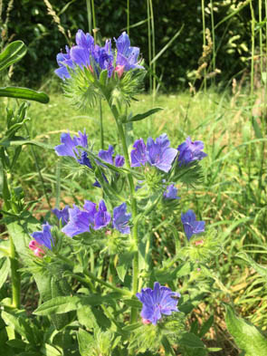 Echium sp vulgare